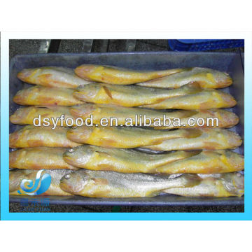 CONGELADO GRANDE AMARILLO CROAKER PESCADO PRECIO